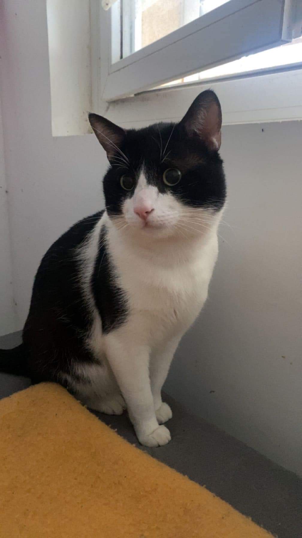 Chat perdu  Tassy (13)