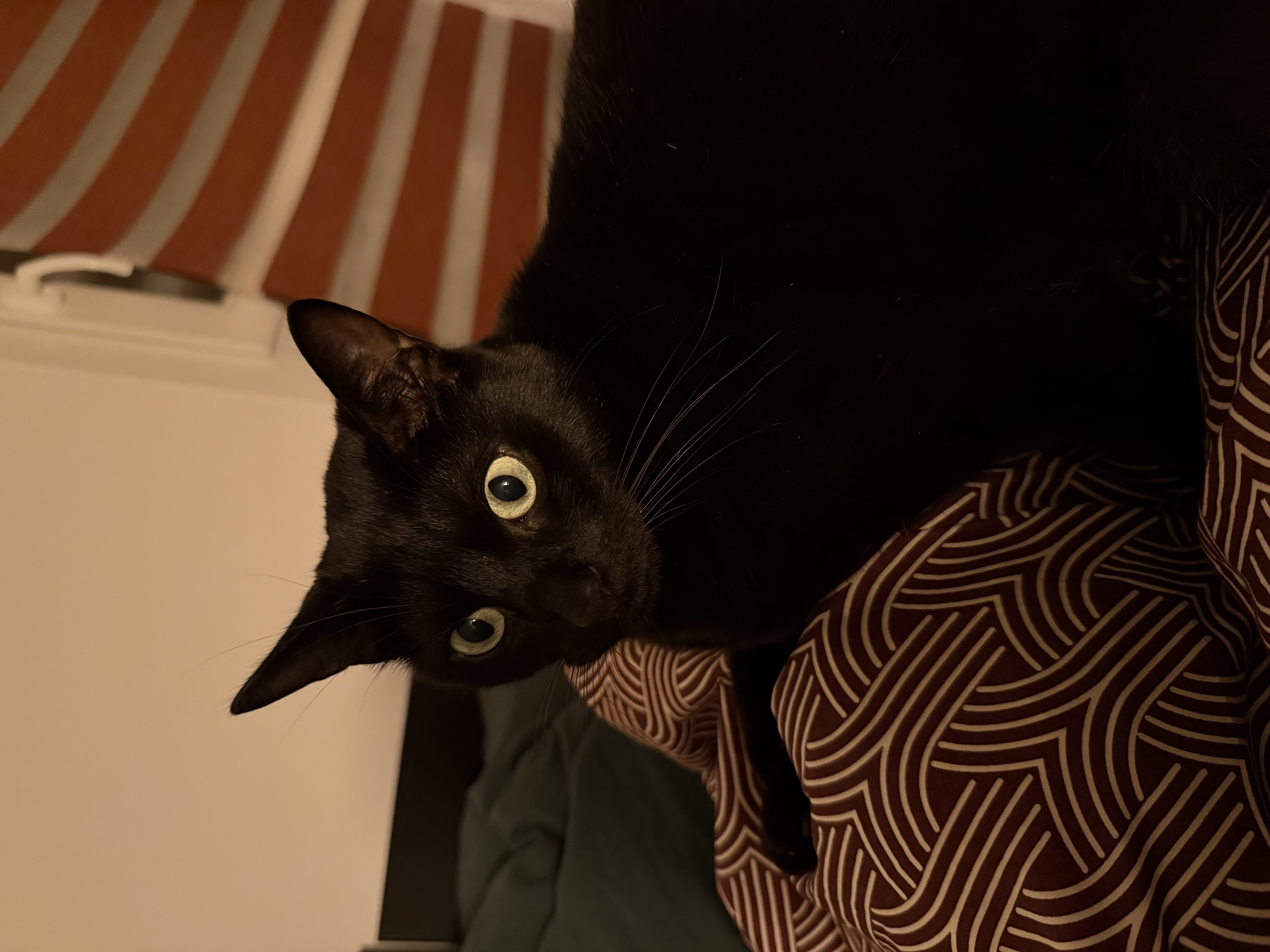 Bagheera